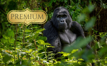 Ruanda Uganda Turu 2